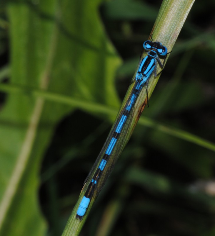 Coenagrion puella? no, Enallagma cyathigerum